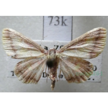 Idaea muricata (Hufnagel, 1767) Krocznik zorzak Czech73k